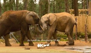 Okoo- Une saison au zoo S13 -Bande Annonce