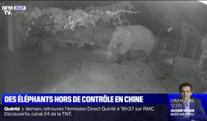 Des éléphants hors de contrôle traversent la Chine