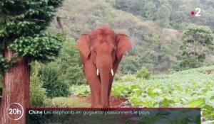 Chine : les aventures d'un troupeau d'éléphants sauvages continuent