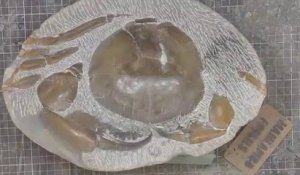 Il découvre un crabe fossilisé de 12 millions d'années dans une roche