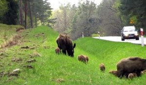 Une très grande famille de sangliers mange en bord de route