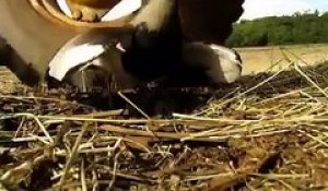 Une maman oiseau prend tous les risques pour protéger son nid face à une moissonneuse