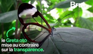 Ce papillon est transparent pour se protéger