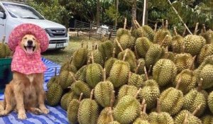 Thaïlande : ce golden retriever travaille comme cueilleur de durians et il adore son job