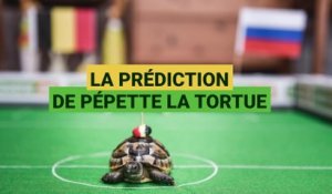 Belgique - Russie : la prédiction de pépette la tortue