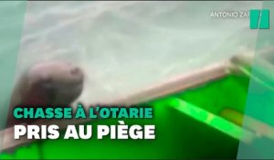 Ce bateau de pêche s'est retrouvé dans une bataille entre des orques et des otaries