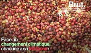 60 % des espèces de café sauvage pourraient disparaître
