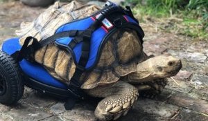 Cette tortue handicapée a commencé une nouvelle vie grâce à un fauteuil roulant sur mesure