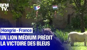 Euro: un lion médium prédit la victoire de la France face à la Hongrie ce samedi