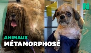 Ce chien sauvé par un refuge a été débarrassé de 3 kilos de poils