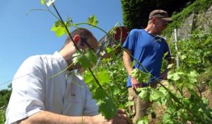 Reportage - Vignes de la Bastille : tout bio !