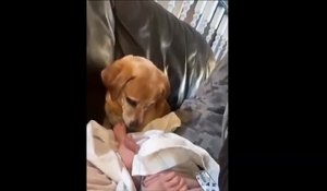 Un chien traumatisé par la couche d'un bébé !