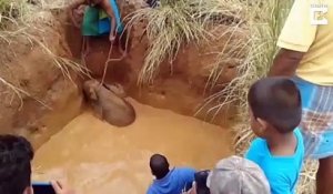 Des villageois réunis pour sauver un bébé éléphant coincé dans la boue
