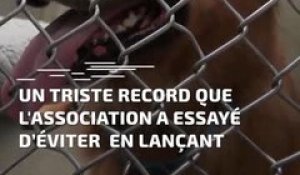 Le nombre d'abandons d'animaux explose en Île-de-France