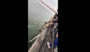 Pecher un requin avec une cane à pêche