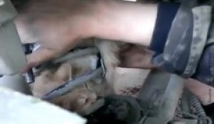 Un chat est coincé dans le tuyau d'un camion