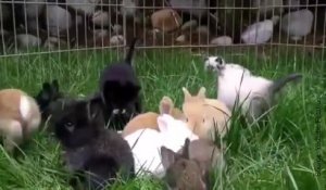 Des lapins et des chatons jouent ensemble