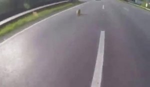 Ces motards sauvent un chien