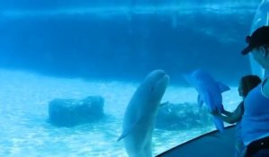 Ce beluga joue avec un faux dauphin