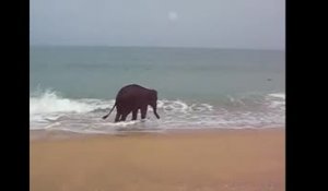 Cet éléphant s’amuse dans l’eau