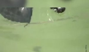 Une chauve-souris nage dans un lac
