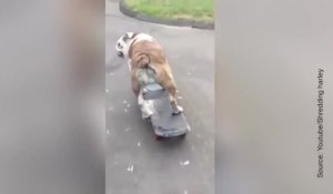 Ce chien est un pro du skateboard !