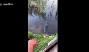 Quand une tortue vole le repas d'un crocodile... Même pas peur