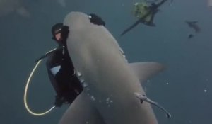Moment tendresse entre un plongeur et un requin