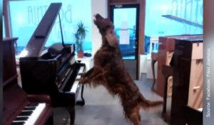 Un artiste pas comme les autres : Elmo chante et joue du piano !