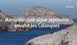 Marseille : une algue japonaise envahit les Calanques