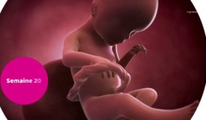 Vidéo développement du fœtus : le 5ème mois de grossesse