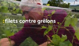 Des filets anti-grêle pour protéger le vignoble du Beaujolais
