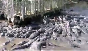 L'heure du repas dans un parc à alligators... Beaucoup de monde