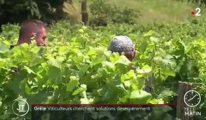 Haute-Garonne : des vignobles du frontonnais détruits par les orages et les tempêtes de grêle