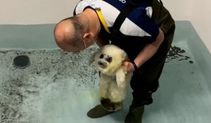 Ce bébé phoque apprend à nager pour la première fois