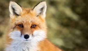 Le tribunal de Rouen interdit définitivement l'abattage de 1 430 renards en Seine-Maritime