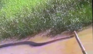 Ces touristes croisent la route d'un énorme anaconda... Monstre impressionnant