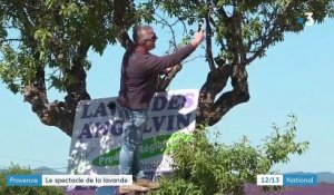 Provence : les champs de lavande attirent les touristes