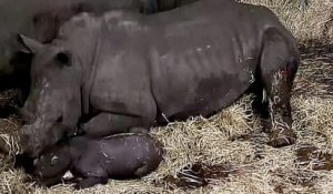 Ces images filmées montrent la naissance exceptionnelle d'un bébé rhinocéros blanc