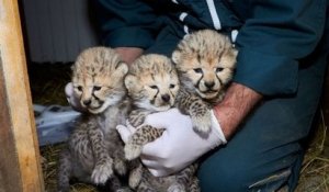 Charente-Maritime : trois adorables bébés guépards sont nés au zoo de la Palmyre