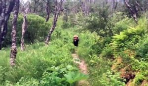 Des promeneurs croisent la route d'un énorme grizzly