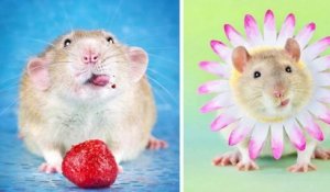 Une photographe illustre la beauté des rats domestiques pour briser les stéréotypes