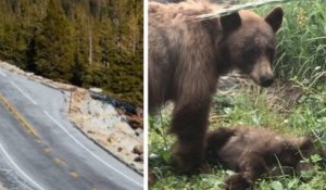 Une maman ours veille sur la dépouille de son petit, mortellement fauché par une voiture dans le parc de Yosemite