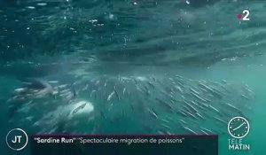 Afrique du Sud : la "sardine run", une migration spectaculaire de poissons