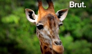 Les girafes, menacées d'extinction "silencieuse"