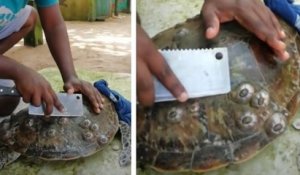 Sri Lanka : cet homme aide les tortues marines en enlevant les parasites fixés sur leurs carapaces