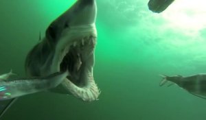 Morsure d'un requin Mako filmée au plus près