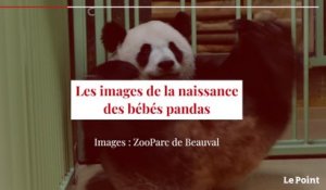 Bébés pandas : les images de la naissance au zoo de Beauval