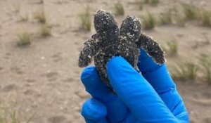 Un bébé tortue à deux têtes a été trouvé dans un parc naturel en Caroline du Sud
