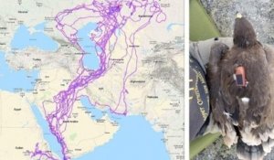 Cette carte montre les itinéraires empruntés par 20 aigles pendant un an en Arabie Saoudite